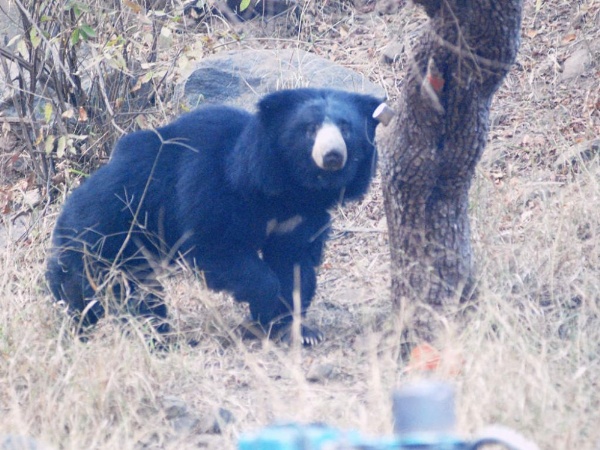 Wild bears attacked, pelted to death in Jammu and Kashmir in two back-to-back incidents; police takes cognisance