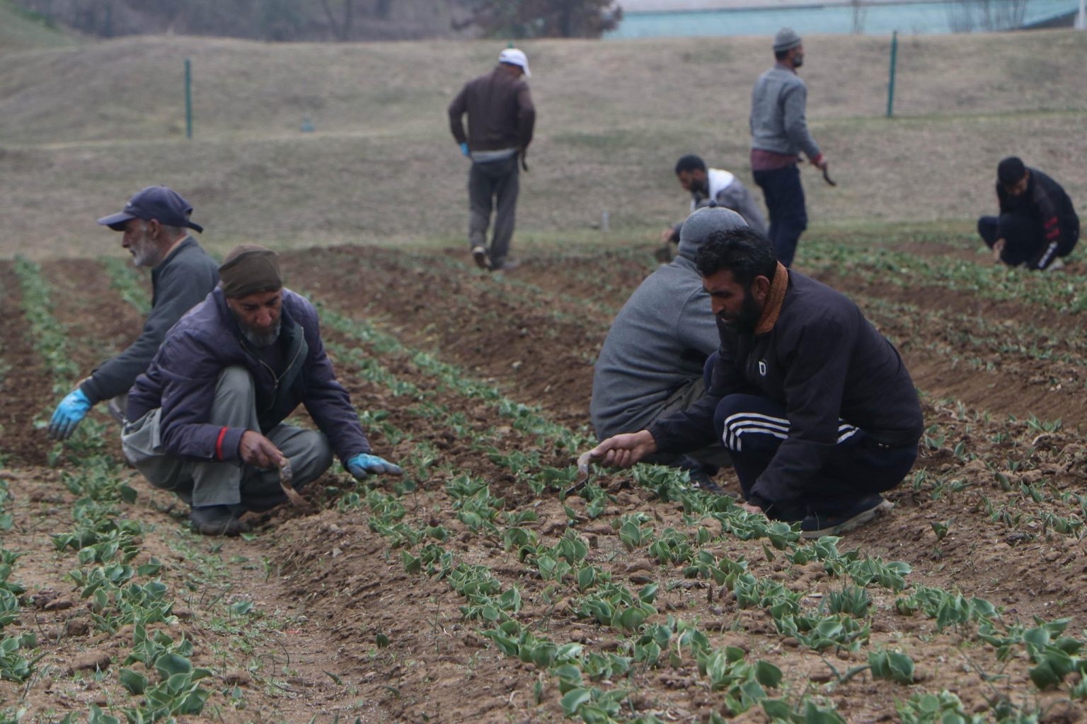 Preparations In Full Swing For Opening Of Asia’s Largest Tulip Garden In J&K’s Srinagar