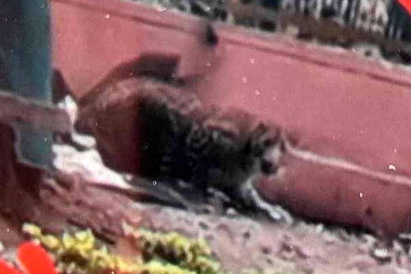 11-yr-old girl saves brother from leopard attack in Uttarakhand village