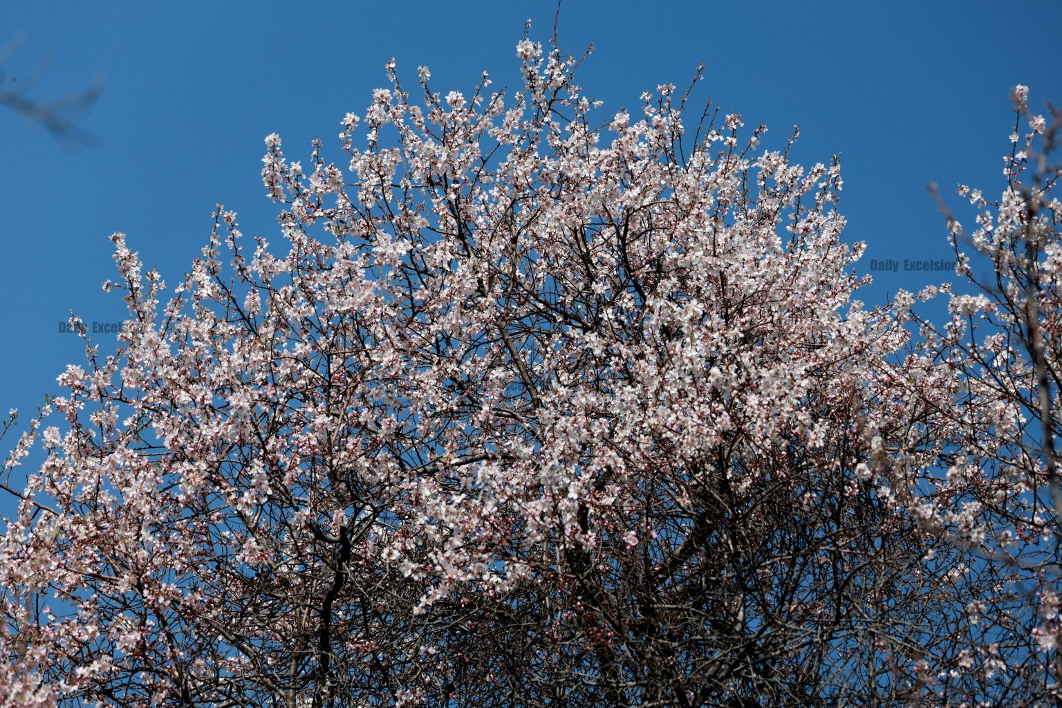 Blossomed Almond Trees At Badamwari Source Of Attraction For Tourists In Srinagar