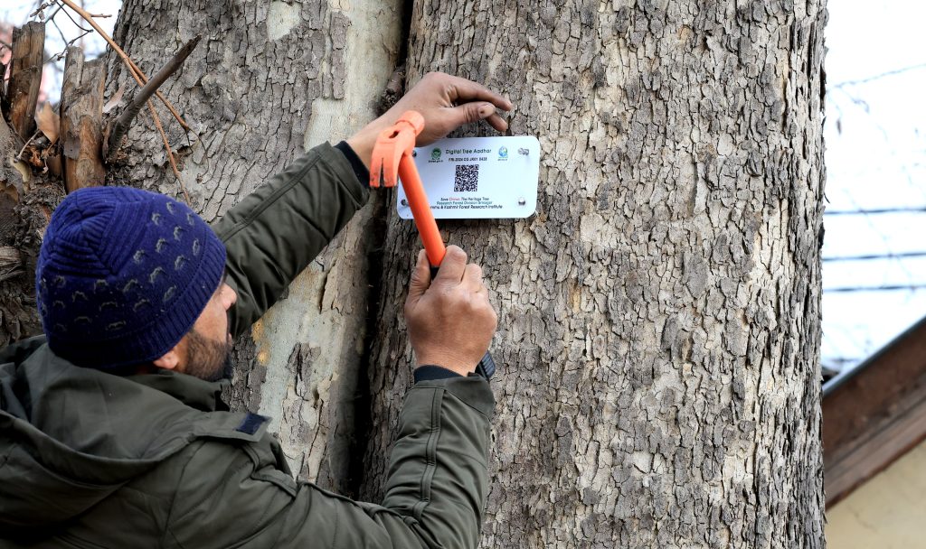 Symbol Of Kashmir’s Natural Heritage, Chinar Trees To Be Geo-Tagged, Equipped With Unique Code