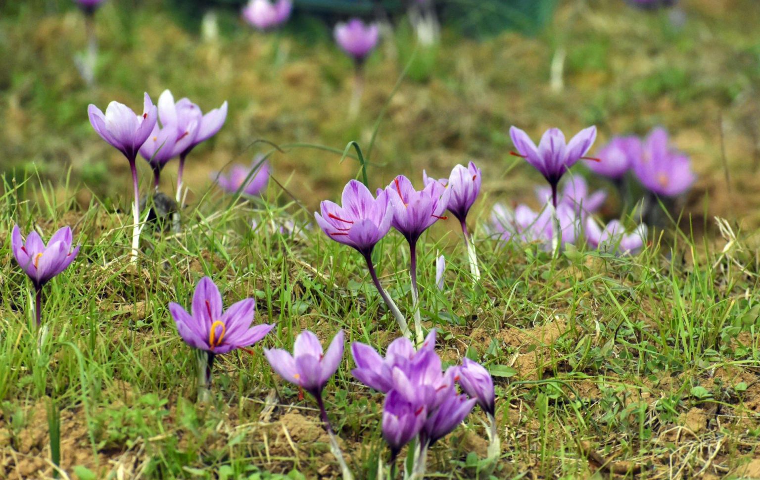 Jammu And Kashmir Halts Decline In Saffron Cultivation, Plans Expansion