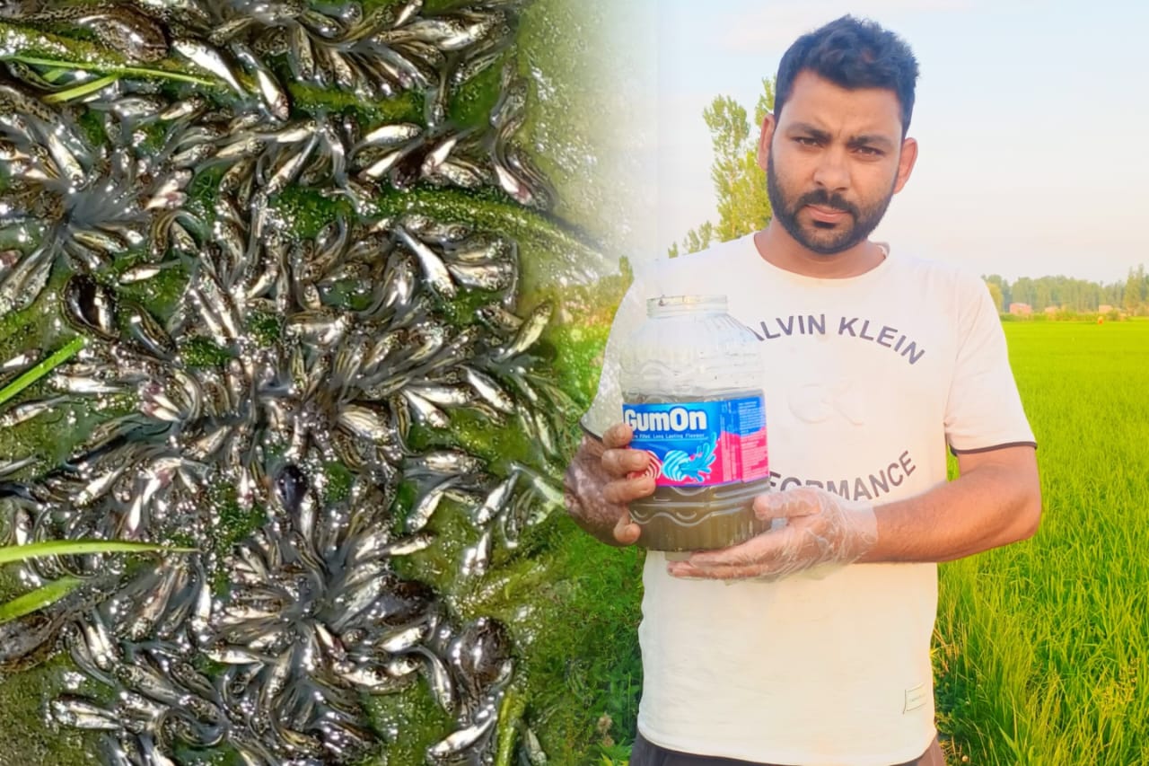 Thousands of Fishes Rescued by Journalist Suhail at Batengoo Amid Drying Irrigation Channels